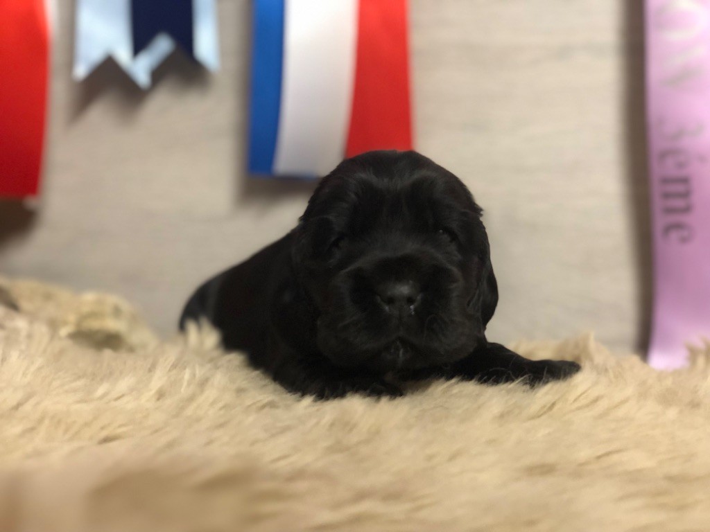 de la terre d'Opale - Chiot disponible  - Cocker Spaniel Anglais