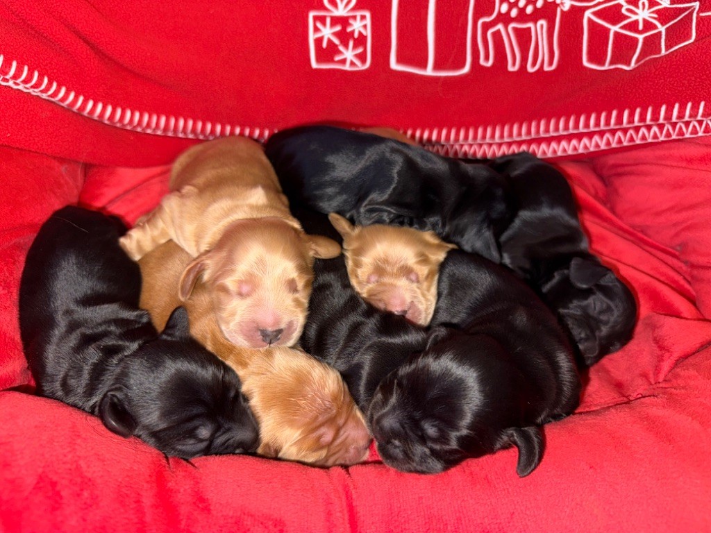 chiot Cocker Spaniel Anglais de la terre d'Opale