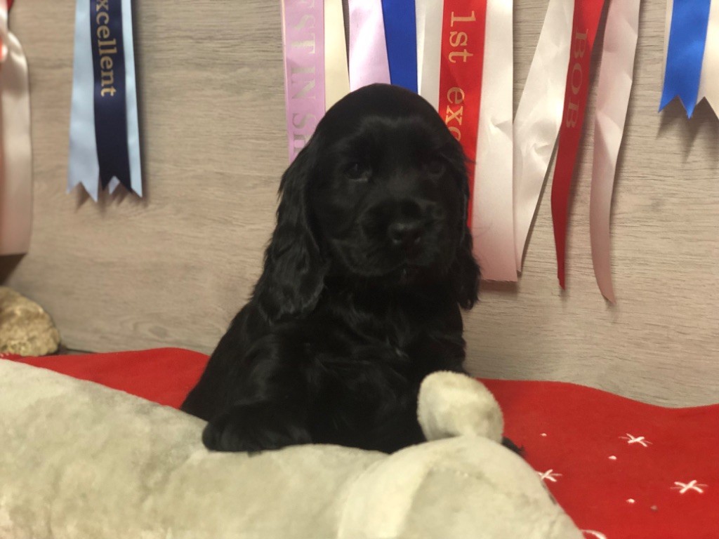 de la terre d'Opale - Chiot disponible  - Cocker Spaniel Anglais