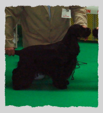 TR. CH. Baïka de la terre d'Opale