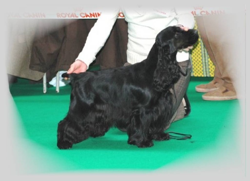 TR. CH. Aïdi de la terre d'Opale