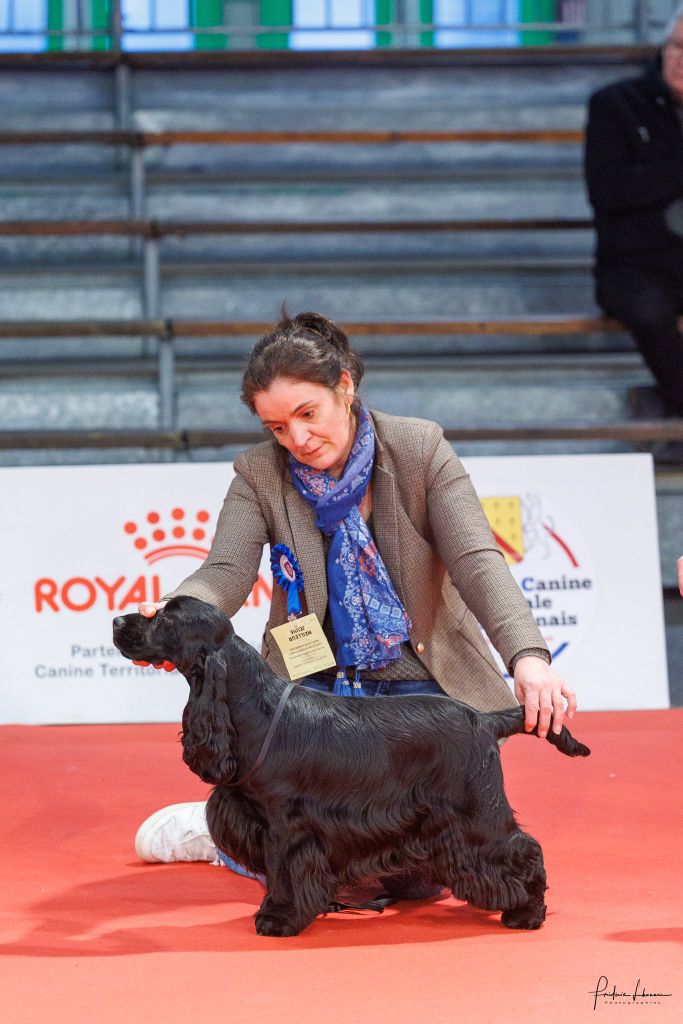 Valentino de la terre d'Opale