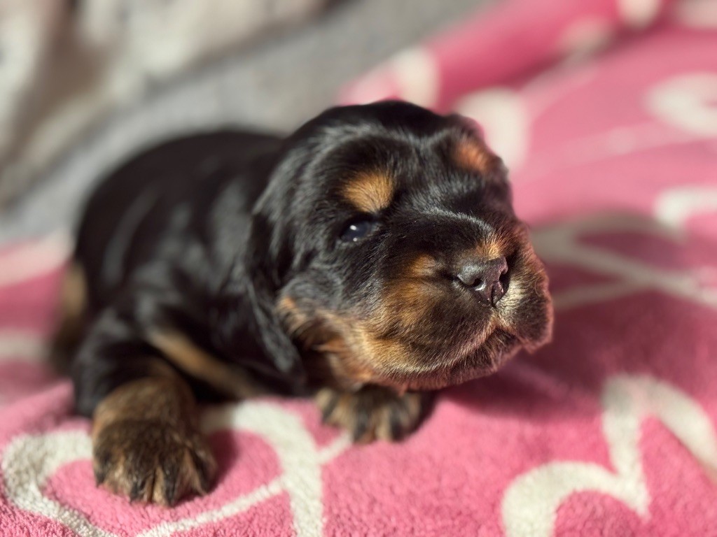 de la terre d'Opale - Chiots disponibles - Cocker Spaniel Anglais