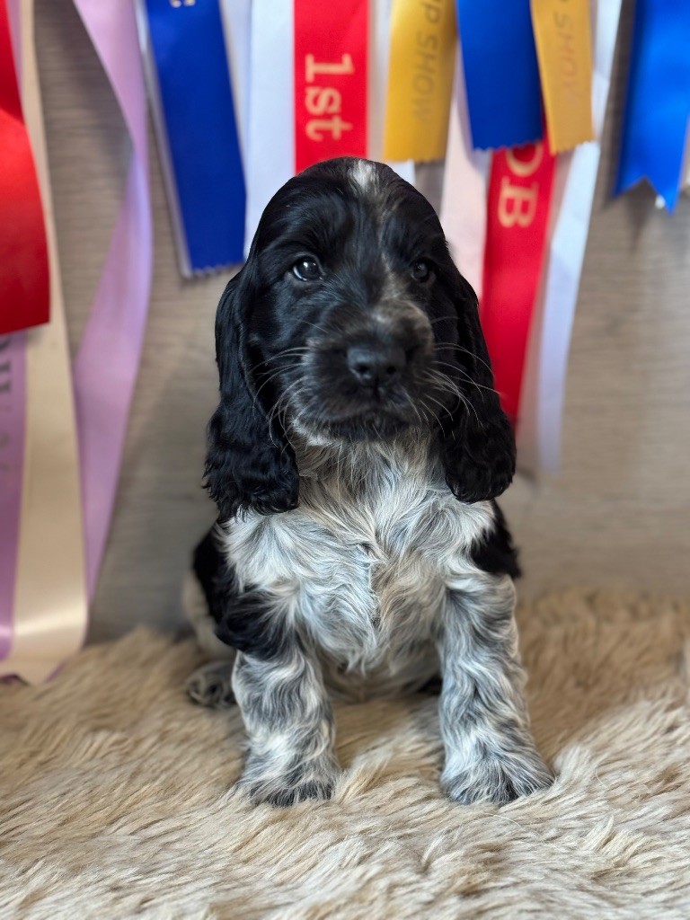 de la terre d'Opale - Chiots disponibles - Cocker Spaniel Anglais