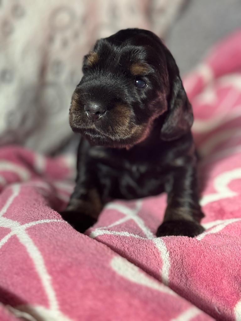 de la terre d'Opale - Chiots disponibles - Cocker Spaniel Anglais