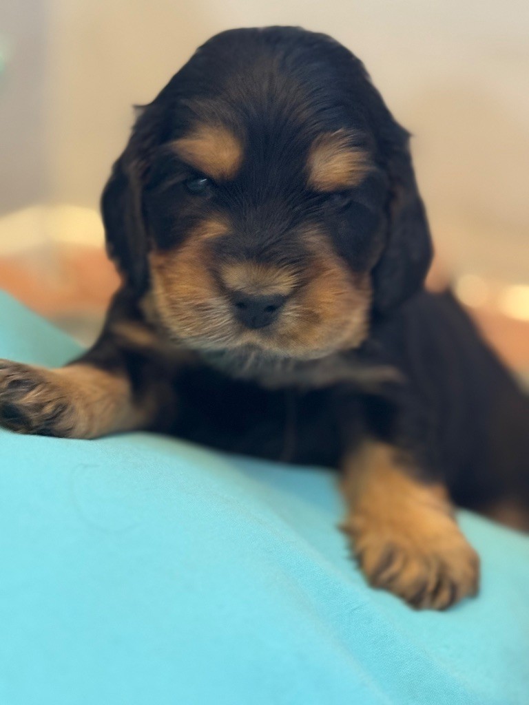 de la terre d'Opale - Chiots disponibles - Cocker Spaniel Anglais