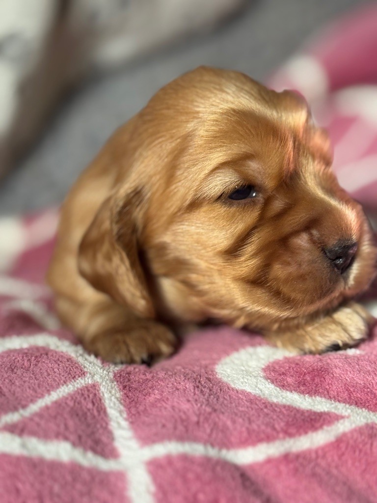 de la terre d'Opale - Chiots disponibles - Cocker Spaniel Anglais