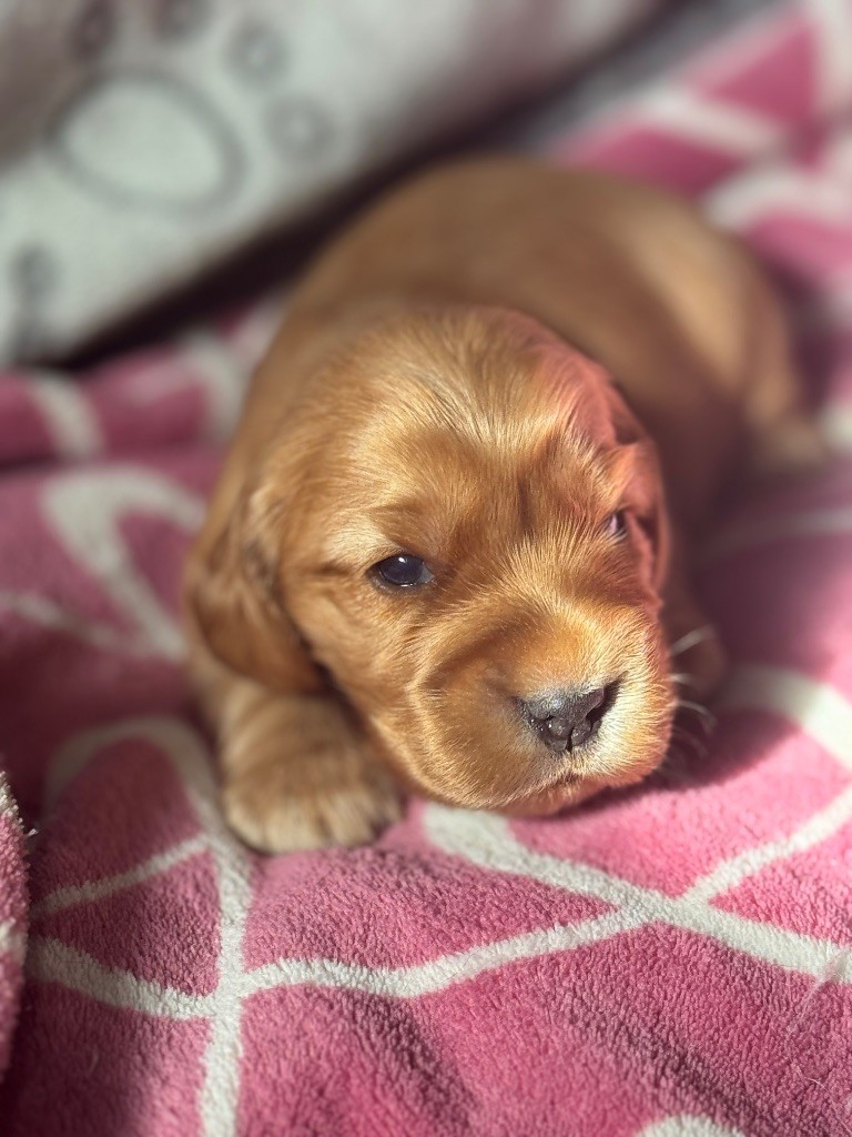 de la terre d'Opale - Chiots disponibles - Cocker Spaniel Anglais