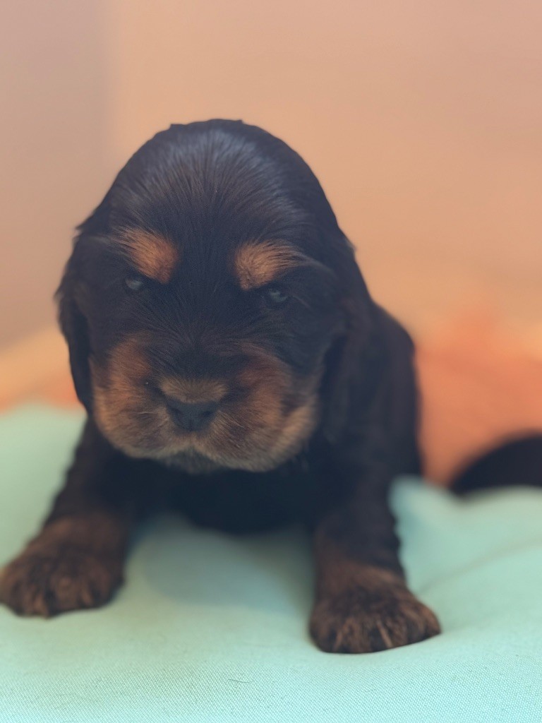 de la terre d'Opale - Chiots disponibles - Cocker Spaniel Anglais