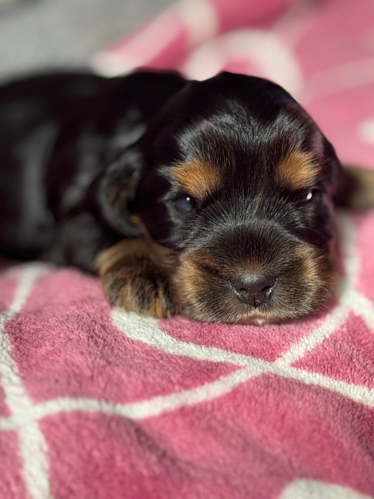 de la terre d'Opale - Chiots disponibles - Cocker Spaniel Anglais