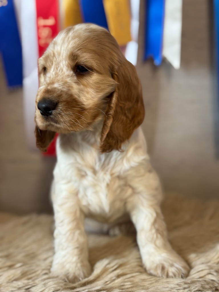 de la terre d'Opale - Chiots disponibles - Cocker Spaniel Anglais