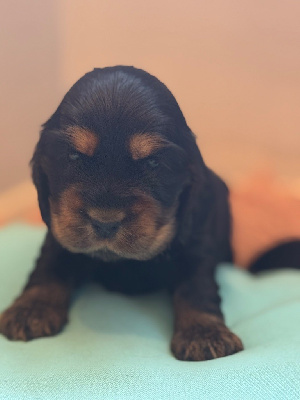 CHIOT 6