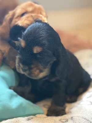 CHIOT 7