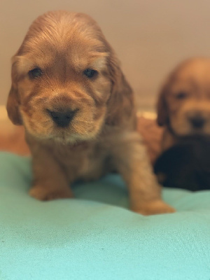 CHIOT 1