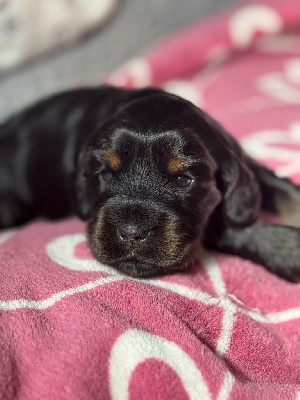 CHIOT