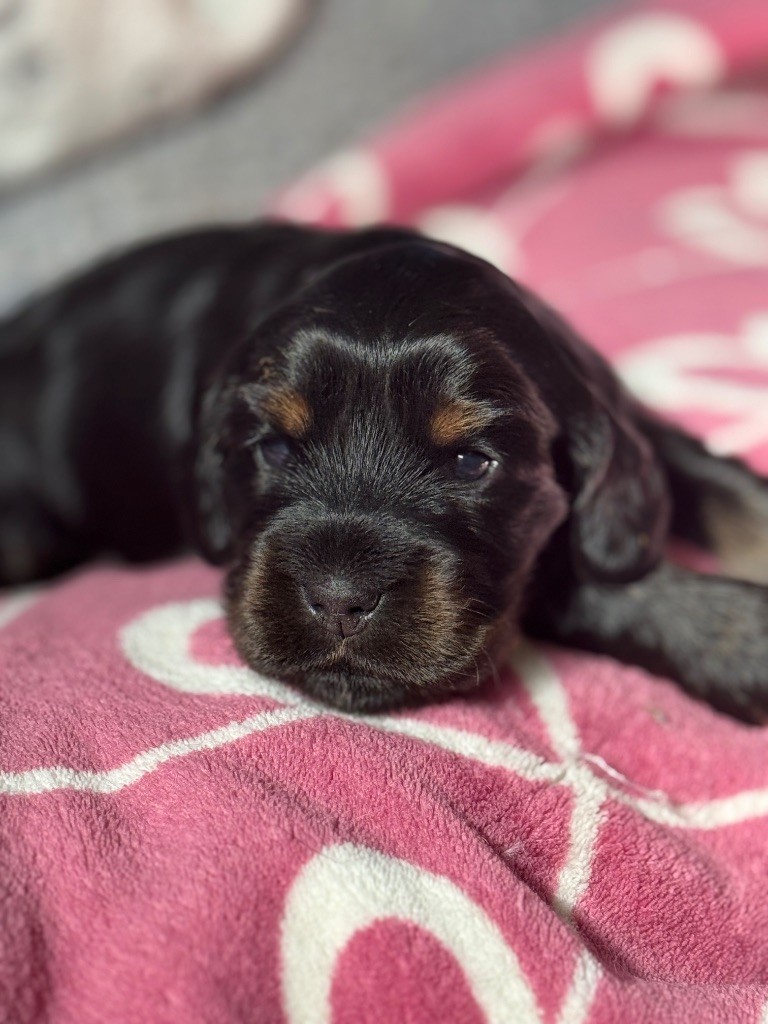 de la terre d'Opale - Chiots disponibles - Cocker Spaniel Anglais