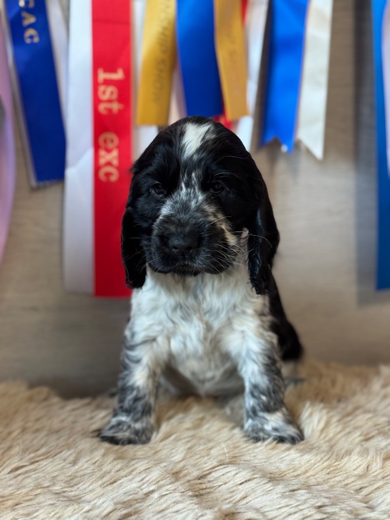 de la terre d'Opale - Chiots disponibles - Cocker Spaniel Anglais