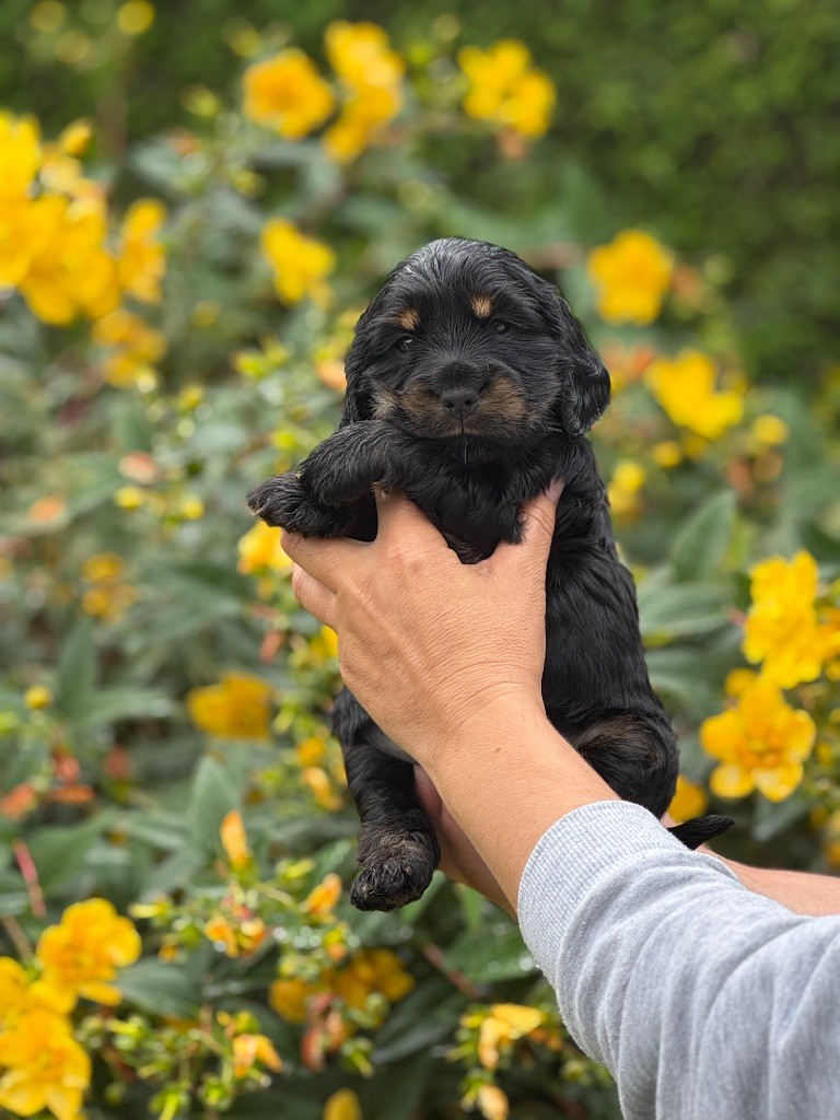 de la terre d'Opale - Chiots disponibles - Cocker Spaniel Anglais