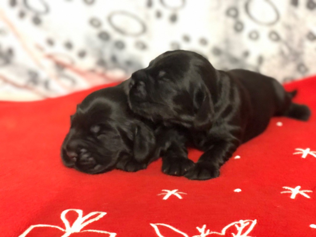 de la terre d'Opale - Chiots disponibles - Cocker Spaniel Anglais