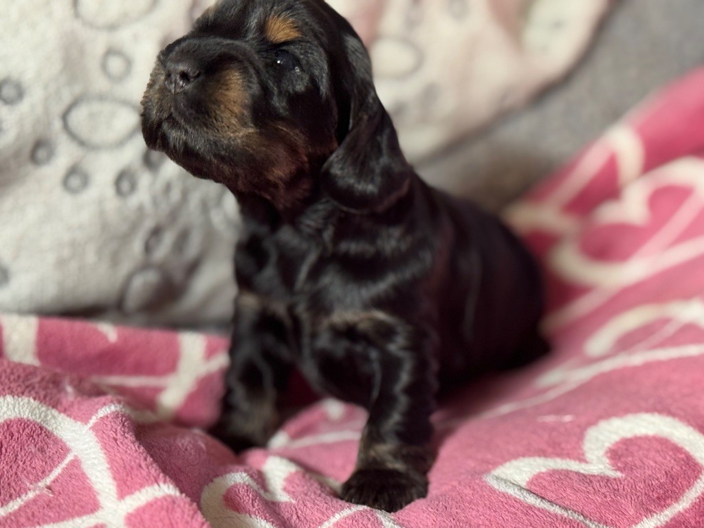de la terre d'Opale - Chiots disponibles - Cocker Spaniel Anglais